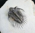 Fantastic Comura Trilobite - No Restoration #7139-1
